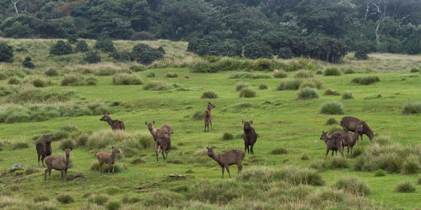 horton plains 3